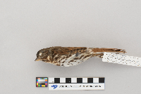 Passerella iliaca image