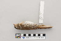 Passerella iliaca image