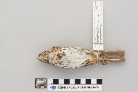 Passerella iliaca image