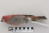 Pinicola enucleator image