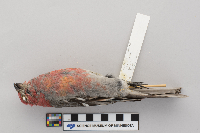 Pinicola enucleator image