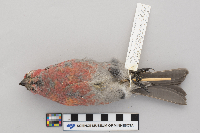 Thumbnail image of current specimen