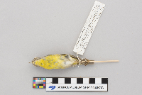 Vermivora ruficapilla image