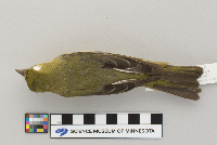 Piranga olivacea image
