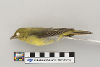 Piranga olivacea image