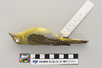 Piranga olivacea image