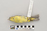 Piranga olivacea image