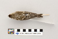 Acanthis flammea image