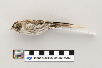 Acanthis flammea image