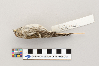 Acanthis flammea image