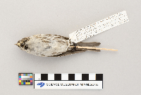 Acanthis flammea image