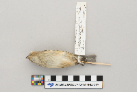 Passerina cyanea image