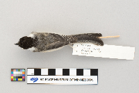 Parus atricapillus image