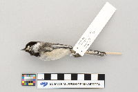 Parus atricapillus image