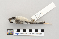 Parus atricapillus image