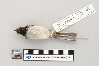 Parus atricapillus image