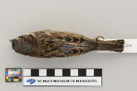 Passer domesticus image
