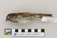 Passer domesticus image