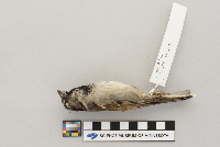 Passer domesticus image