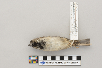 Passer domesticus image