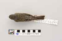 Junco hyemalis image