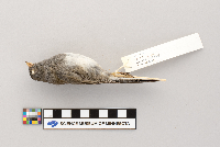 Junco hyemalis image