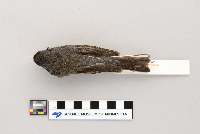 Junco hyemalis image