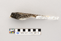 Junco hyemalis image