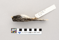 Junco hyemalis image