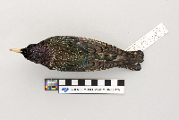 thumbnail image of current specimen
