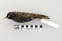 thumbnail image of current specimen