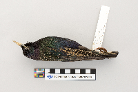thumbnail image of current specimen