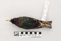 thumbnail image of current specimen