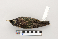 thumbnail image of current specimen