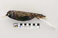 thumbnail image of current specimen