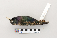thumbnail image of current specimen