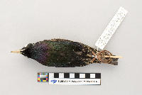 thumbnail image of current specimen