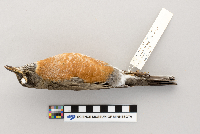 Turdus migratorius image