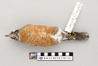 Turdus migratorius image