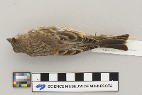 Carpodacus mexicanus image