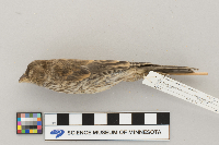 Carpodacus mexicanus image