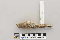 Carpodacus mexicanus image