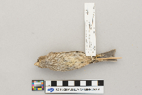 Carpodacus mexicanus image