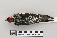 Sphyrapicus varius image