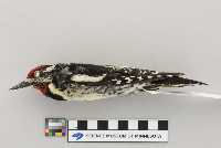 Sphyrapicus varius image