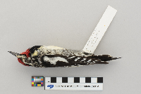 Sphyrapicus varius image