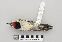 Sphyrapicus varius image