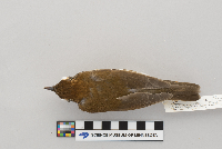 Hylocichla mustelina image