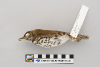 Hylocichla mustelina image