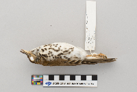 Hylocichla mustelina image